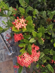 Ixora coccinea