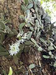 Dendrobium linguiforme