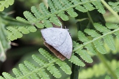 Curetis acuta paracuta