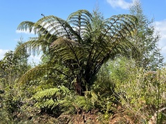 Cyathea medullaris