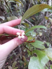 Alseuosmia macrophylla