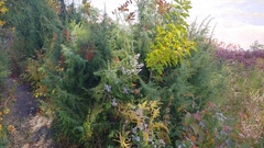 Juniperus communis depressa