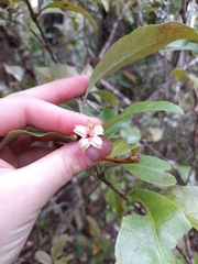 Alseuosmia macrophylla