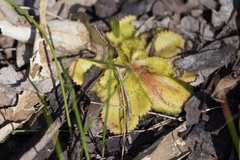 Drosera whittakeri
