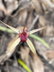 Caladenia australis