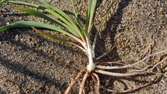 Yucca filamentosa