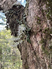 Dendrobium linguiforme
