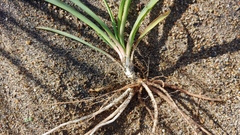 Yucca filamentosa