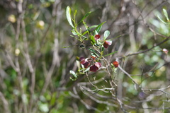Dodonaea viscosa cuneata