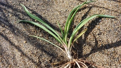 Yucca filamentosa