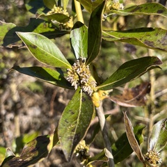 Coprosma robusta