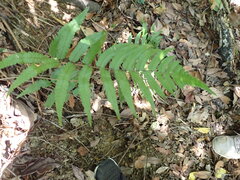 Diplazium dilatatum
