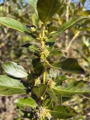 Coprosma robusta