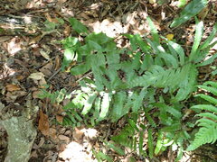 Diplazium dilatatum