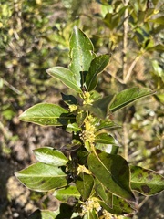 Coprosma robusta