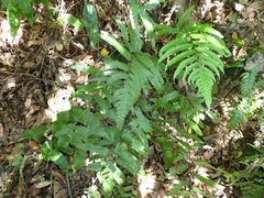 Diplazium dilatatum