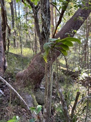 Peristeranthus hillii