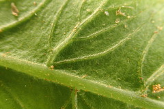 Diplazium dilatatum