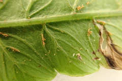 Diplazium dilatatum