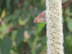 Myzomela sanguinolenta