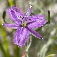Thysanotus multiflorus