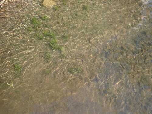 Western quillwort (Isoetes occidentalis)