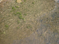 Isoetes occidentalis