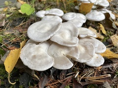 Leucocybe connata