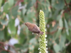 Myzomela sanguinolenta
