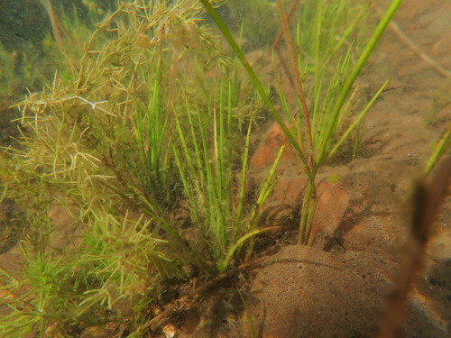 Image of Isoetes occidentalis by (c) Timothy McNitt, some rights reserved (CC BY)