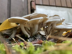 Leucocybe connata