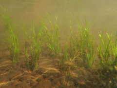 Isoetes occidentalis