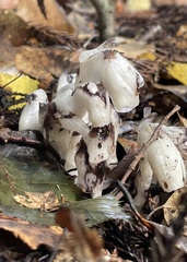 Monotropa