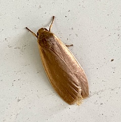 Manulea fuscodorsalis