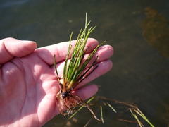 Isoetes occidentalis