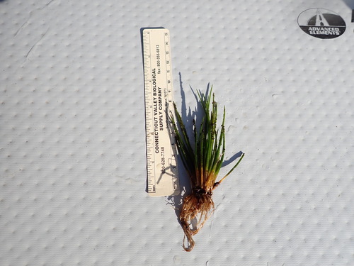 Image of Isoetes occidentalis by (c) Timothy McNitt, some rights reserved (CC BY)