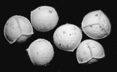 Isoetes occidentalis