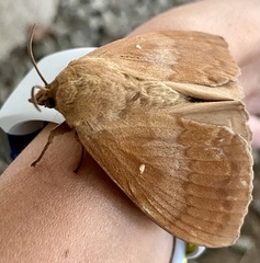 Dendrolimus spectabilis