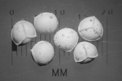 Isoetes occidentalis