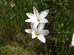 Sparaxis grandiflora