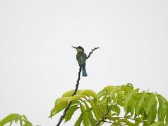 Merops viridis
