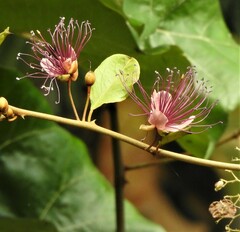 Capparis