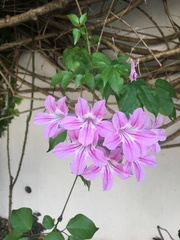 Podranea ricasoliana