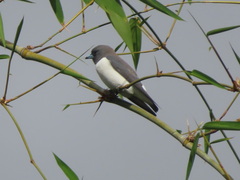 Artamus leucorynchus