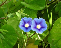 Ipomoea staphylina
