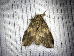 Peridea gigantea
