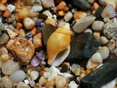 Pardalinops testudinaria