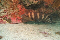 Chirodactylus spectabilis