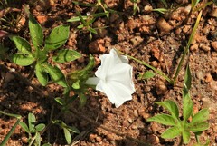 Ipomoea pes-tigridis