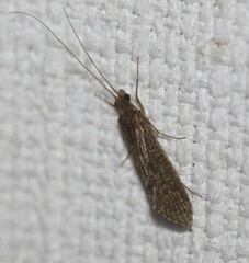 Hydrobiosidae